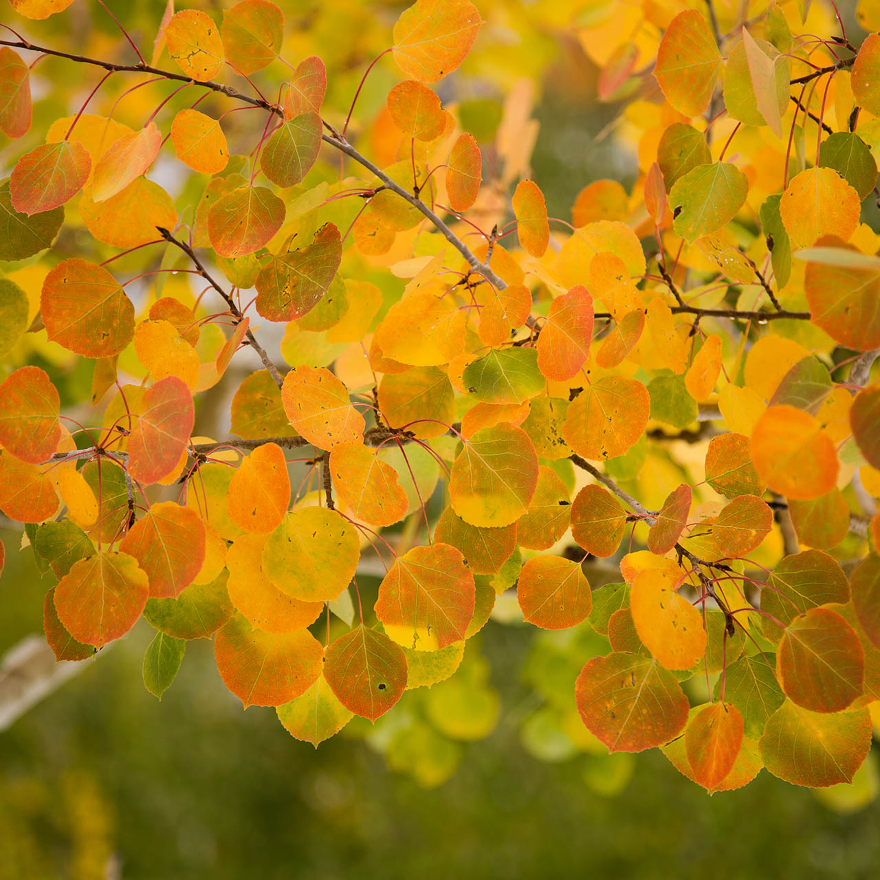 Aspe leaves in autumnal colours