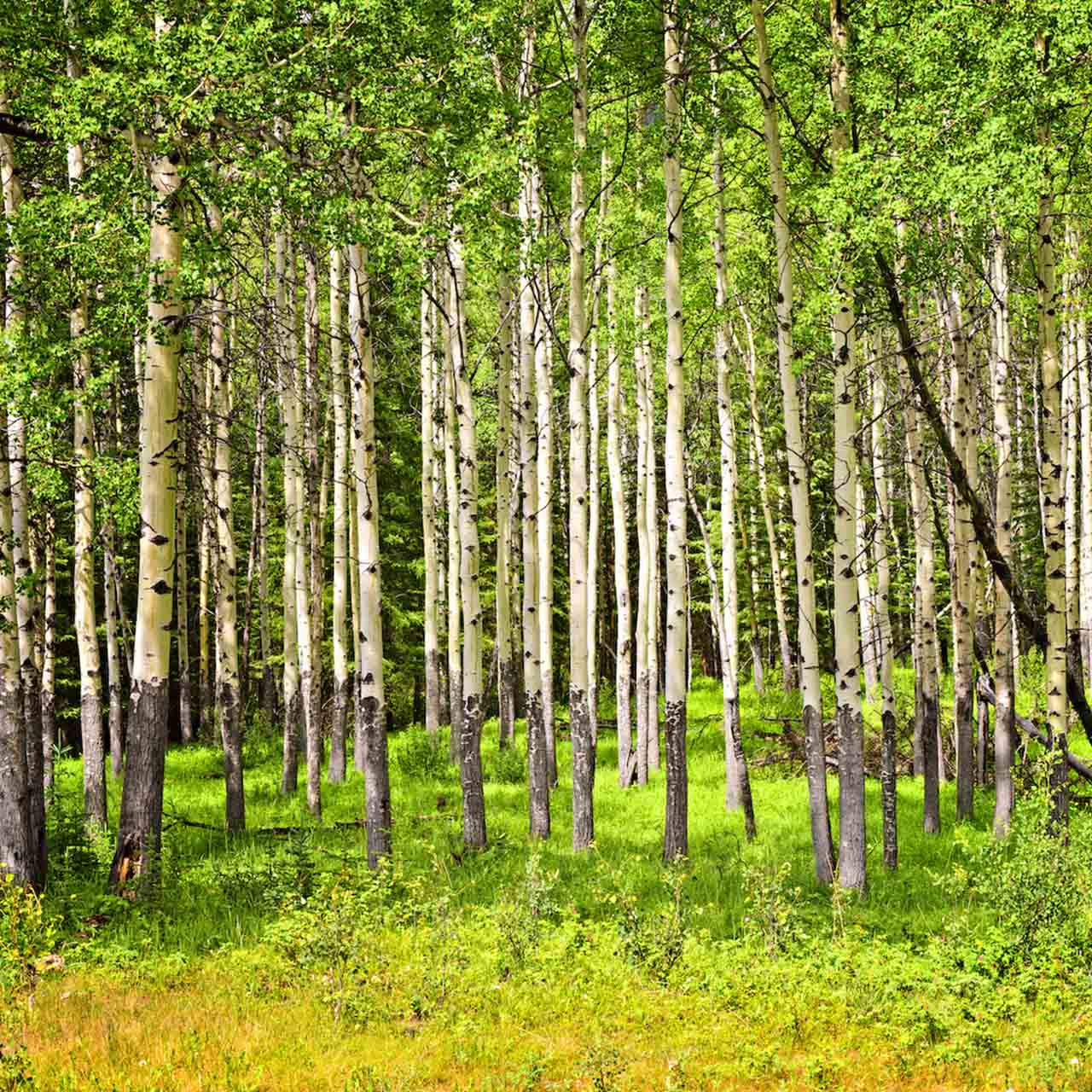 A green Aspen tree woodland