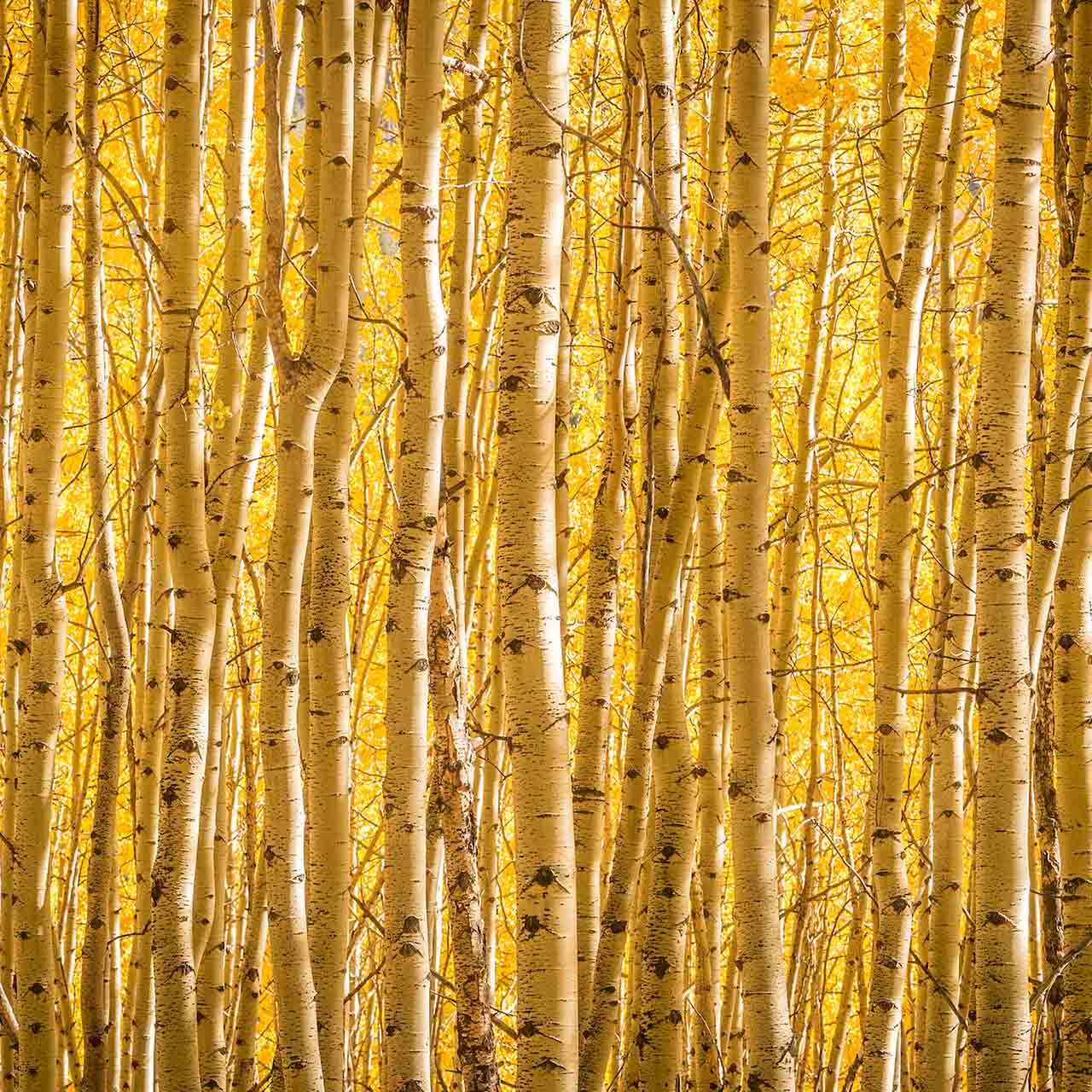 A woodland of Aspen trees in the Autumn