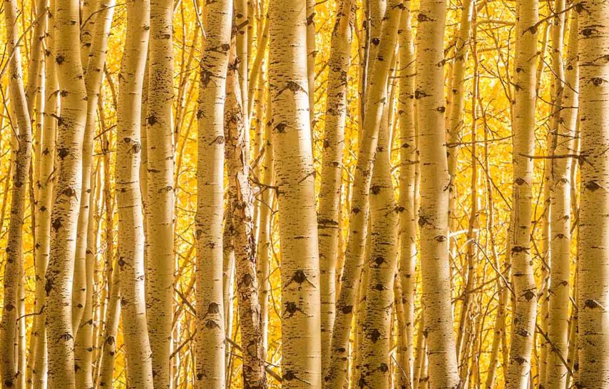 An autumnal woodland of Aspen Trees