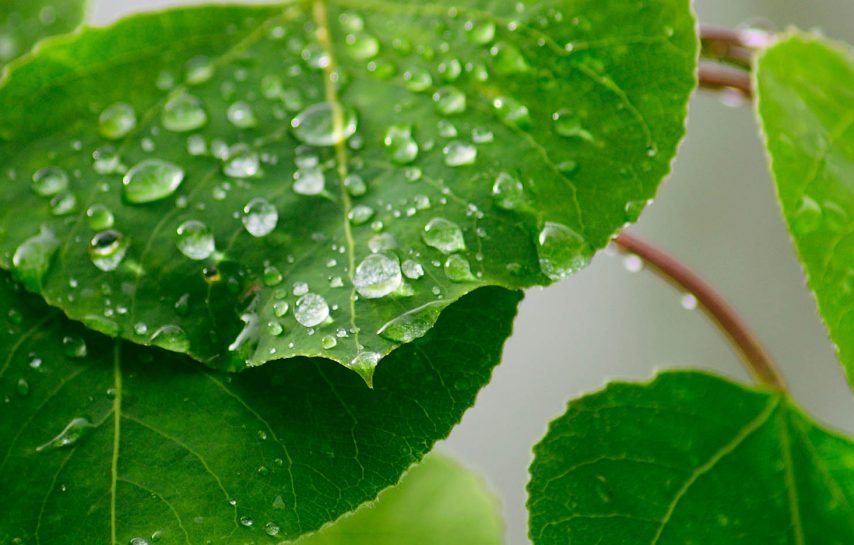 Leaves with water droplets on them