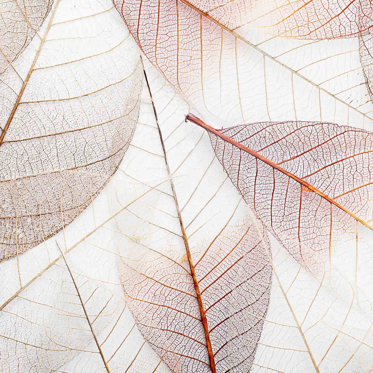 Skeleton leaves