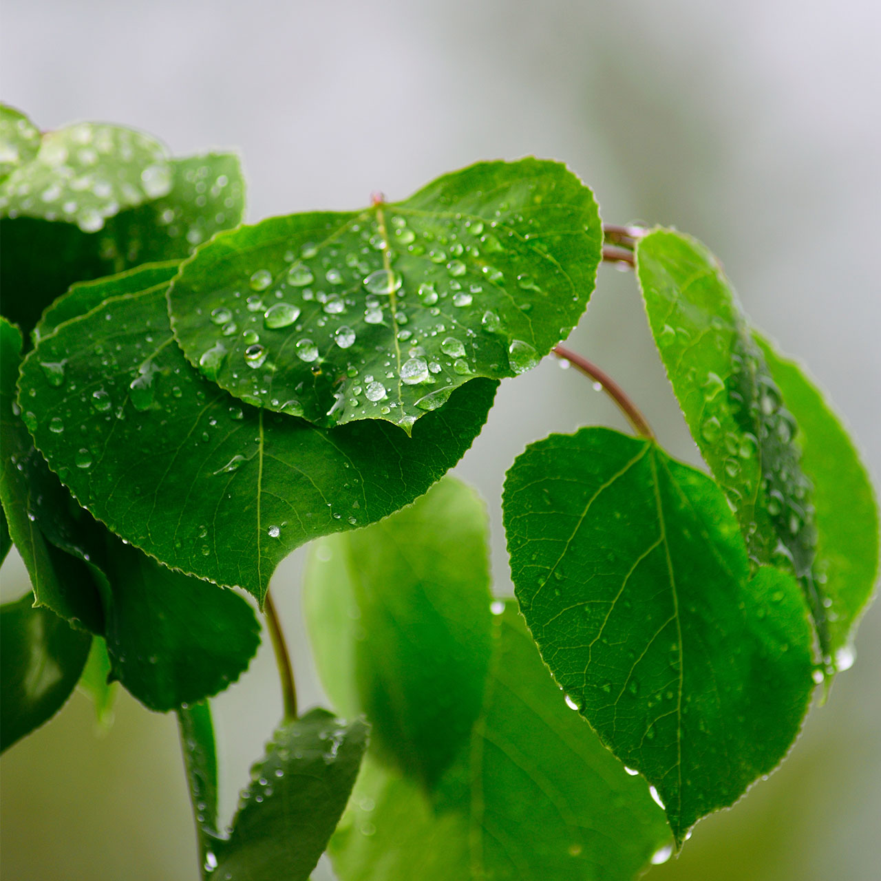 Aspen leaves with water droplets on them